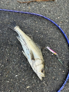セイゴ（マルスズキ）の釣果