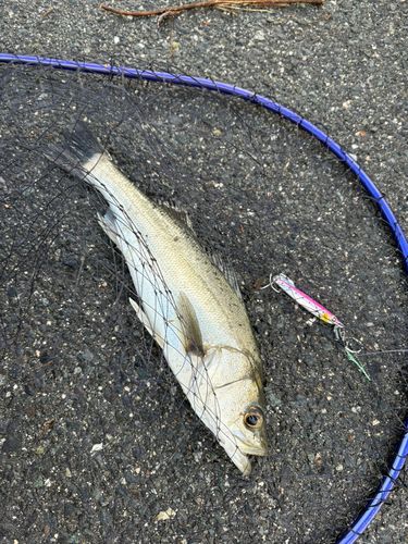 セイゴ（マルスズキ）の釣果
