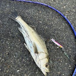 セイゴ（マルスズキ）