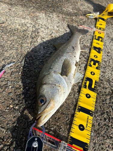 フッコ（マルスズキ）の釣果