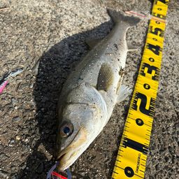 フッコ（マルスズキ）