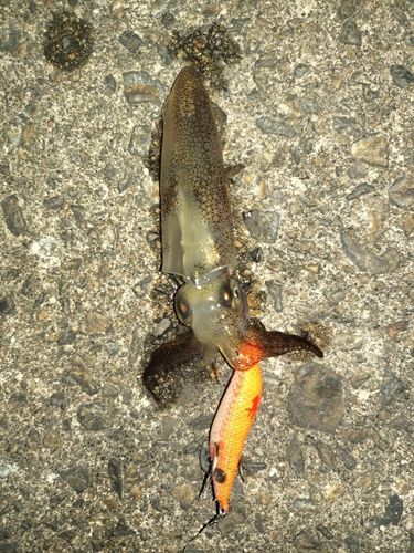 ヒイカの釣果