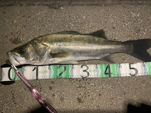 シーバスの釣果