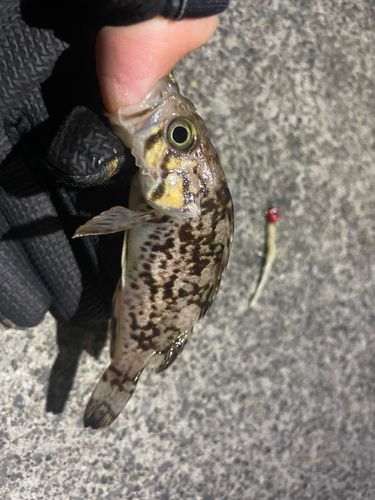 クロソイの釣果