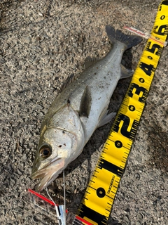 フッコ（マルスズキ）の釣果