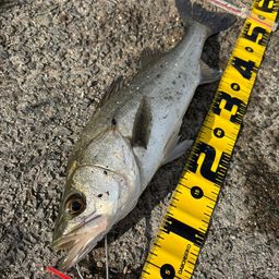 フッコ（マルスズキ）