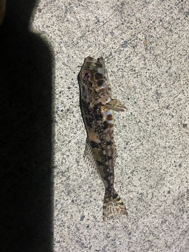 アナハゼの釣果