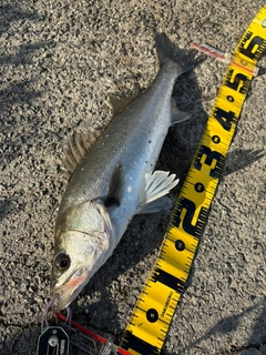 フッコ（マルスズキ）の釣果