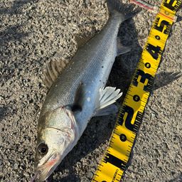 フッコ（マルスズキ）