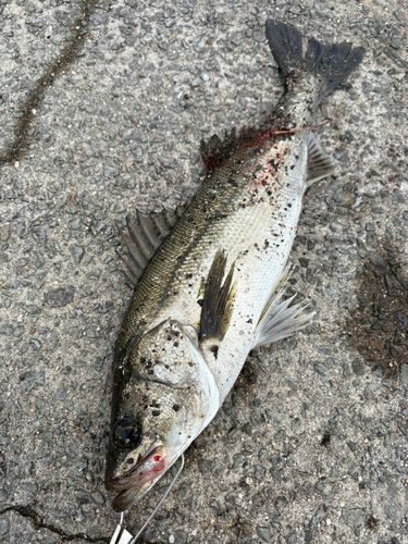 フッコ（マルスズキ）の釣果