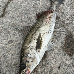 フッコ（マルスズキ）