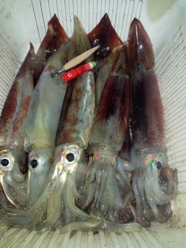 スルメイカの釣果