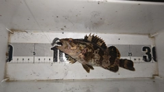 タケノコメバルの釣果