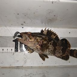 タケノコメバル