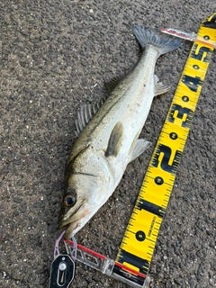 フッコ（マルスズキ）の釣果