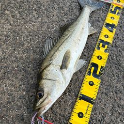 フッコ（マルスズキ）