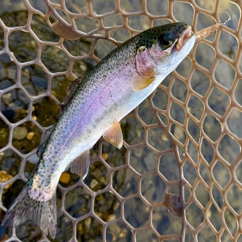 ニジマスの釣果