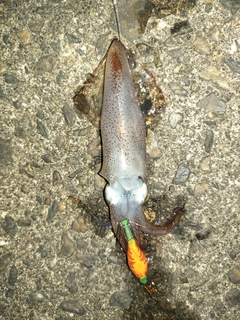ヒイカの釣果