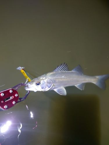 セイゴ（マルスズキ）の釣果