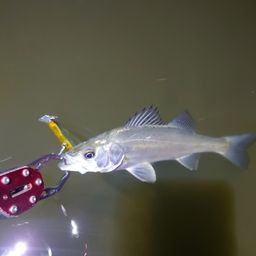 セイゴ（マルスズキ）