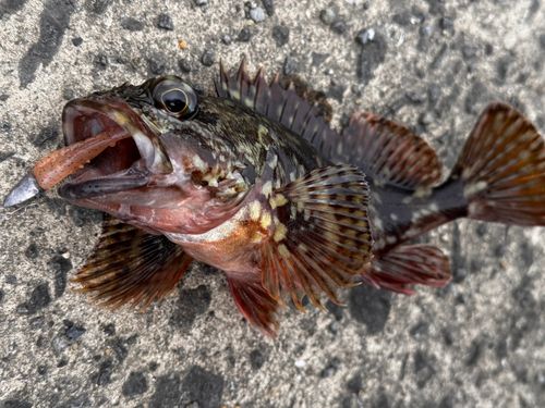 アラカブの釣果