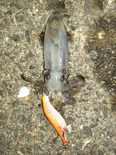 ヒイカの釣果