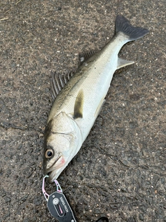 フッコ（マルスズキ）の釣果