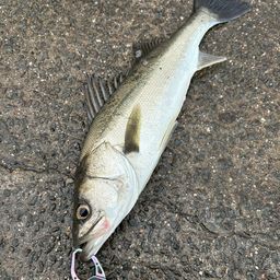 フッコ（マルスズキ）