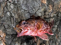 アラカブの釣果