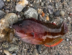 ホシササノハベラの釣果