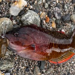 ホシササノハベラ