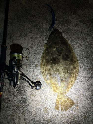 ヒラメの釣果
