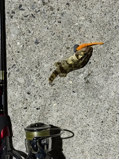 タケノコメバルの釣果