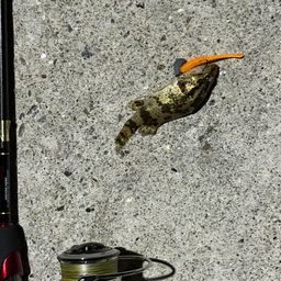 タケノコメバル