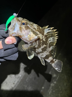 タケノコメバルの釣果