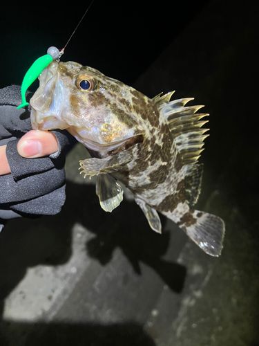 タケノコメバルの釣果