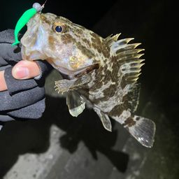 タケノコメバル