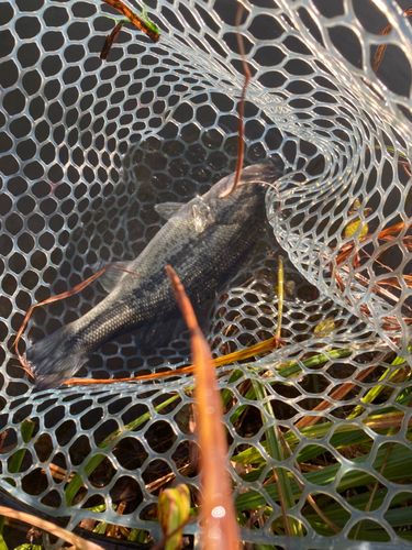 アングラーズパークキングフィッシャー