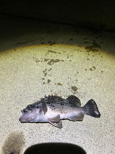 三陸海岸（岩手）