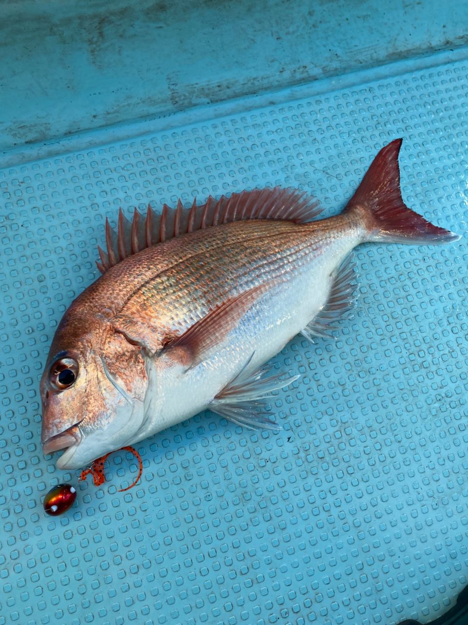 ほかちんさんの釣果 2枚目の画像