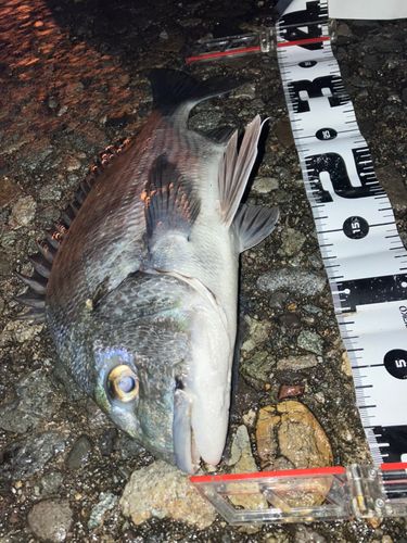 クロダイの釣果