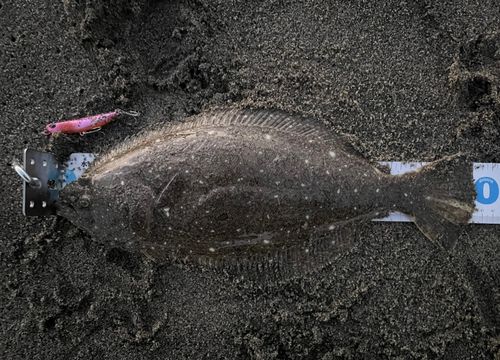ヒラメの釣果