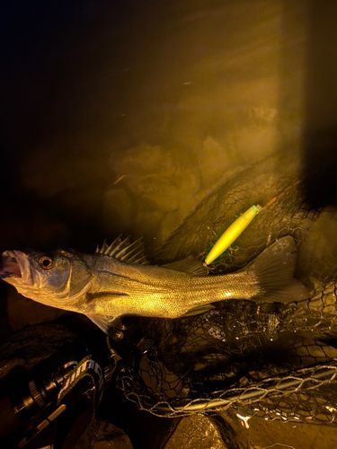 フッコ（マルスズキ）の釣果