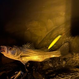 フッコ（マルスズキ）