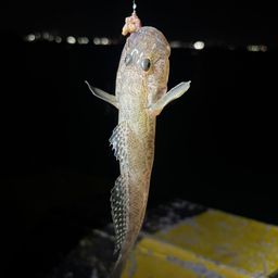 タケノコメバル