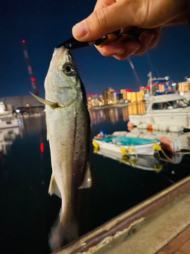 セイゴ（マルスズキ）の釣果