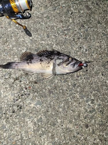 クロソイの釣果