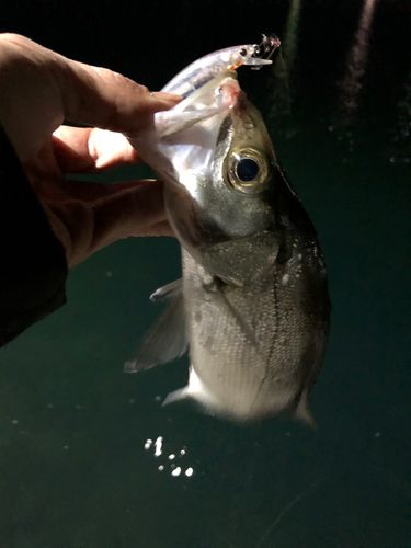 セイゴ（ヒラスズキ）の釣果