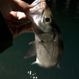 セイゴ（ヒラスズキ）