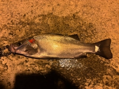 フッコ（ヒラスズキ）の釣果